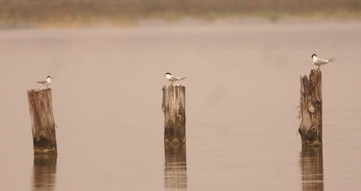 Elegant Tern - ML619744445