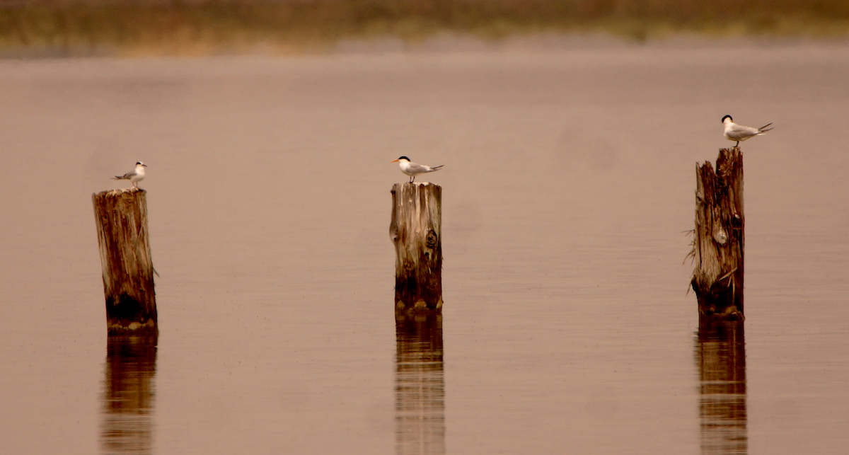 Elegant Tern - ML619744449