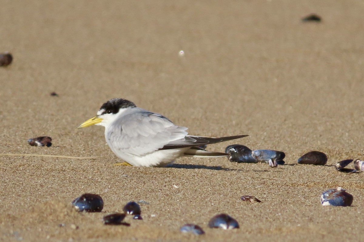 Yellow-billed Tern - ML619744452