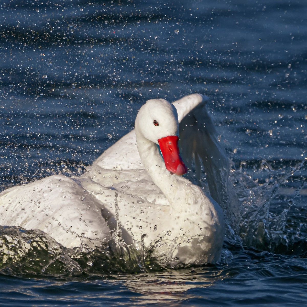 Coscoroba Swan - ML619744458