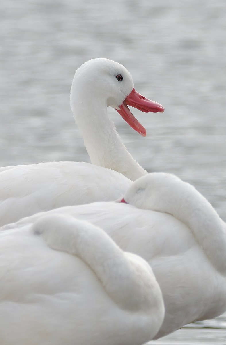 Coscoroba Swan - ML619744459