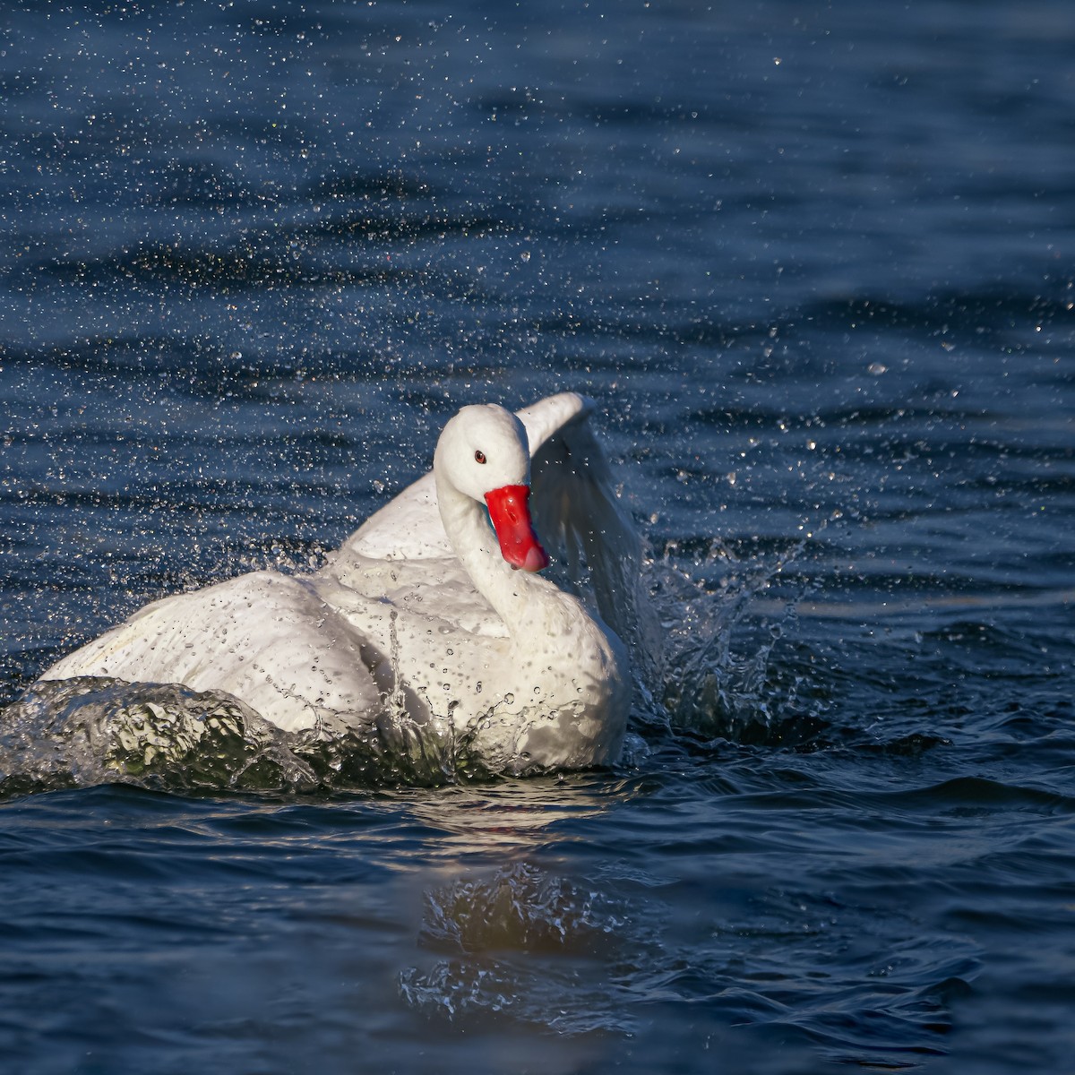 Coscoroba Swan - ML619744462