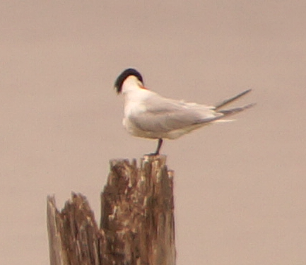 Elegant Tern - ML619744473