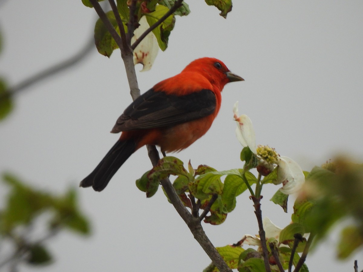 Scarlet Tanager - ML619744488