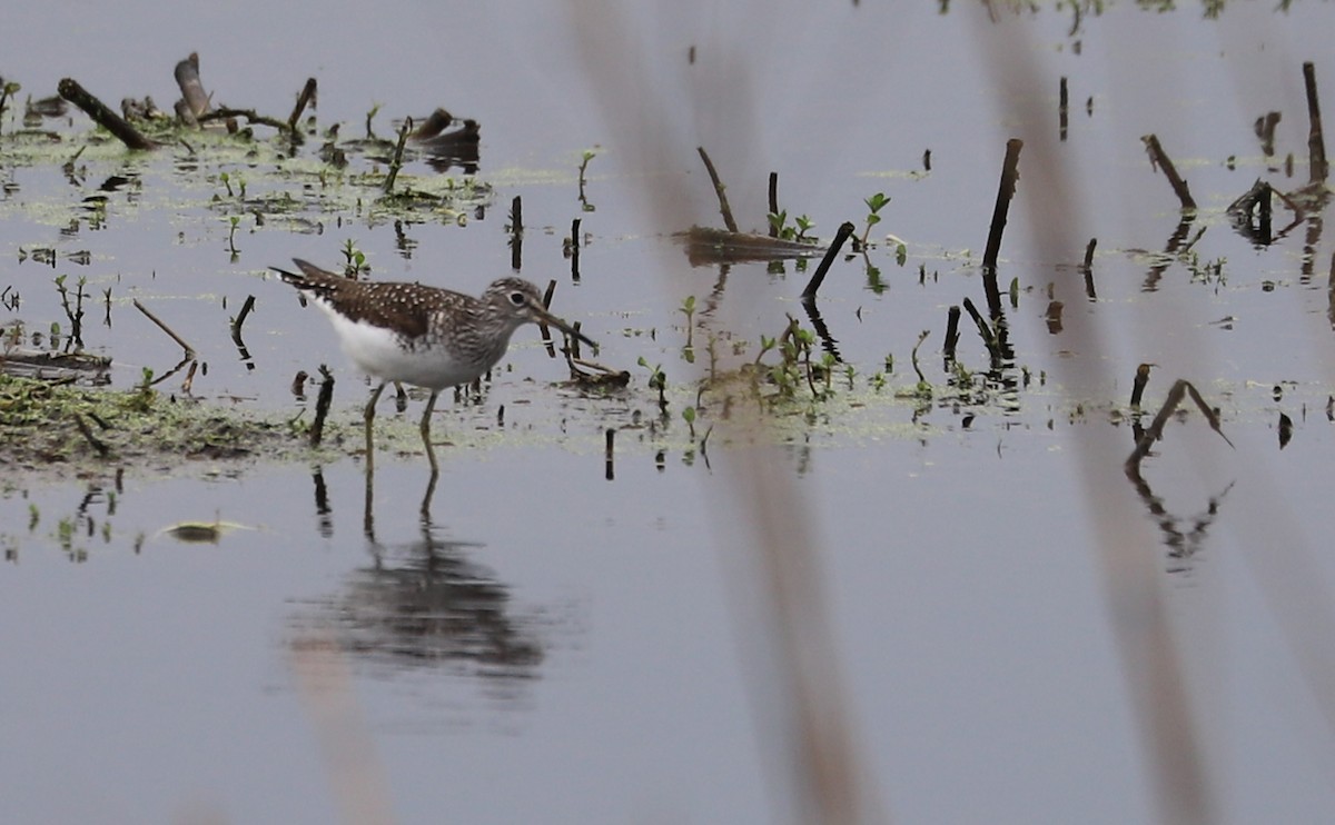 Solitary Sandpiper - ML619744489