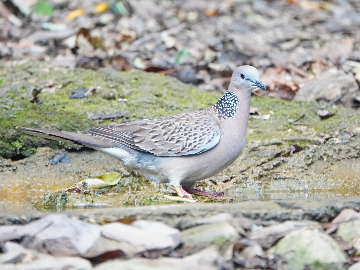 Spotted Dove - ML619744491