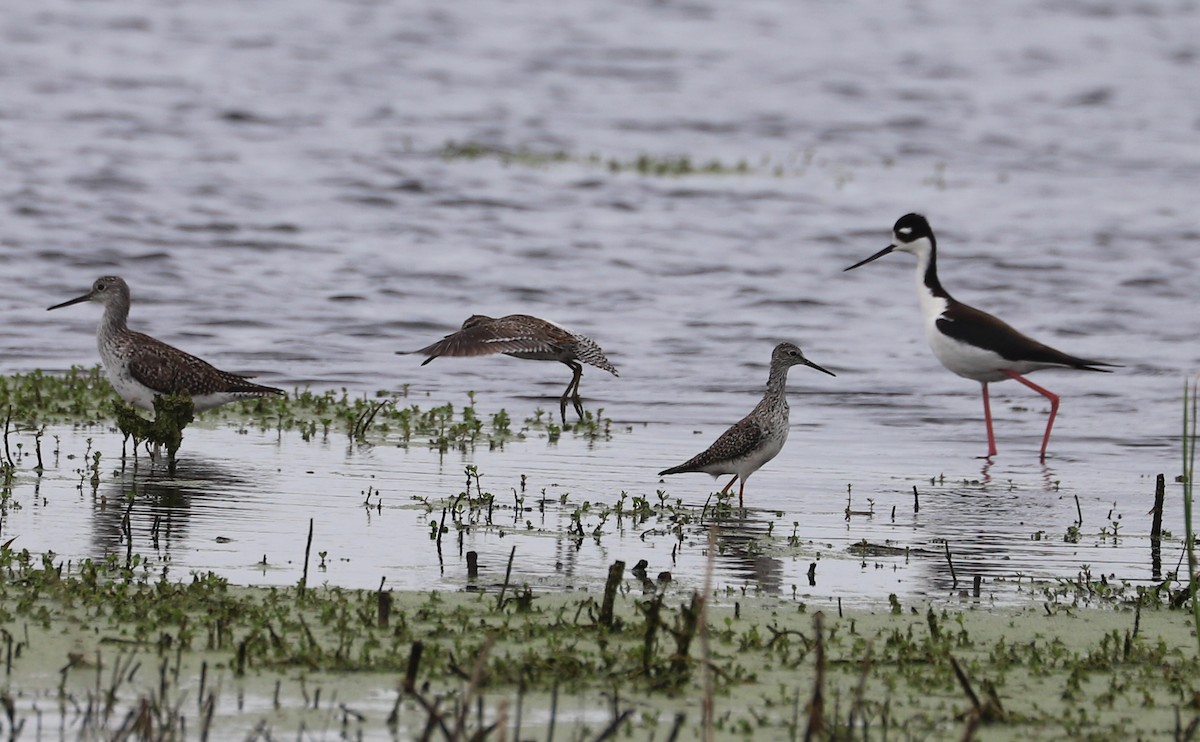 Lesser Yellowlegs - ML619744511