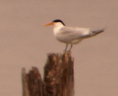 Elegant Tern - ML619744522