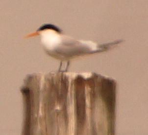 Elegant Tern - ML619744523