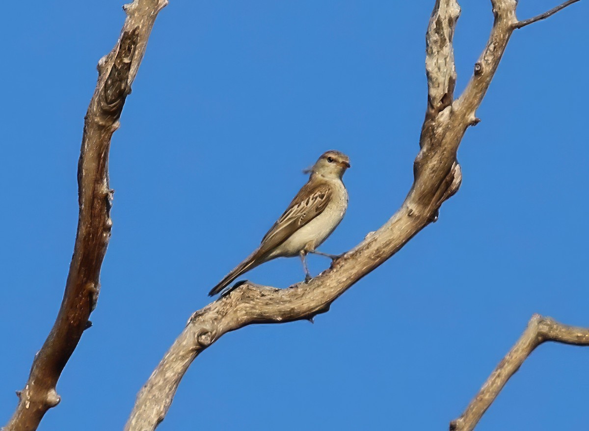 White-winged Triller - ML619744551