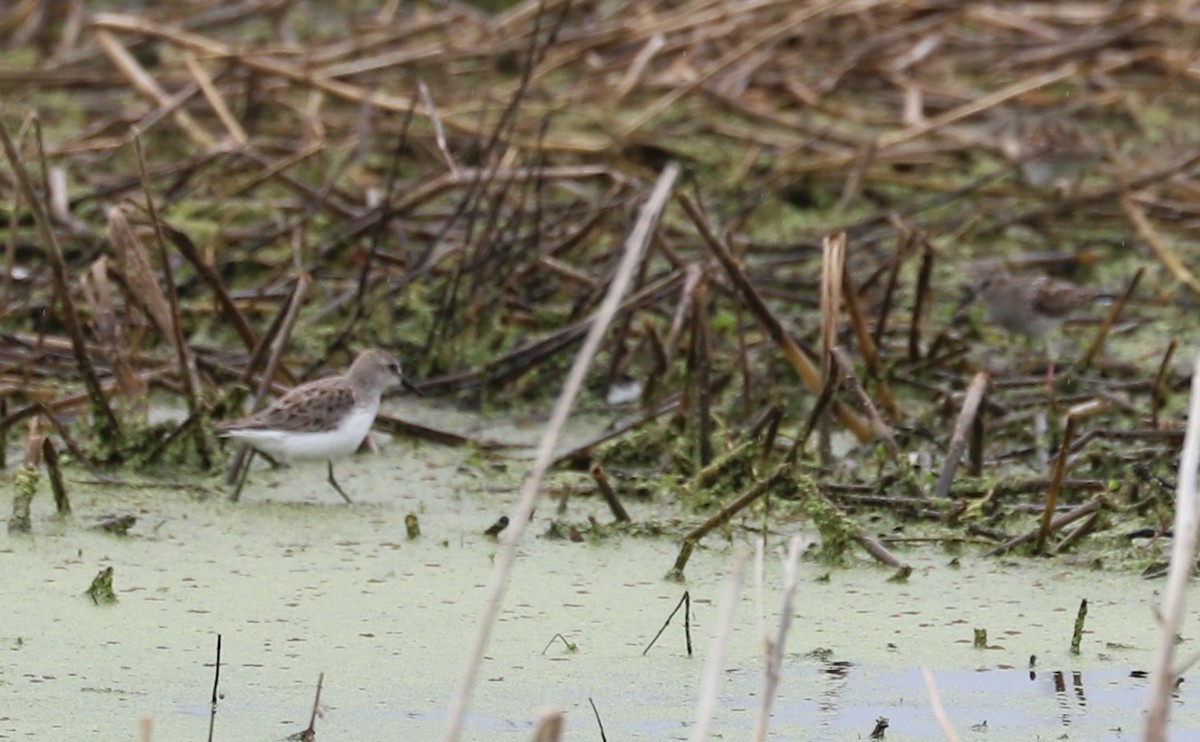 Semipalmated Sandpiper - ML619744562