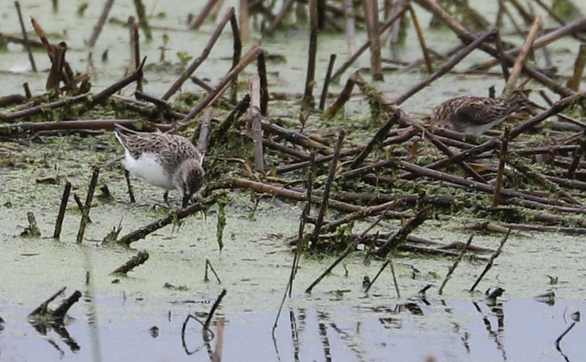 Semipalmated Sandpiper - ML619744576