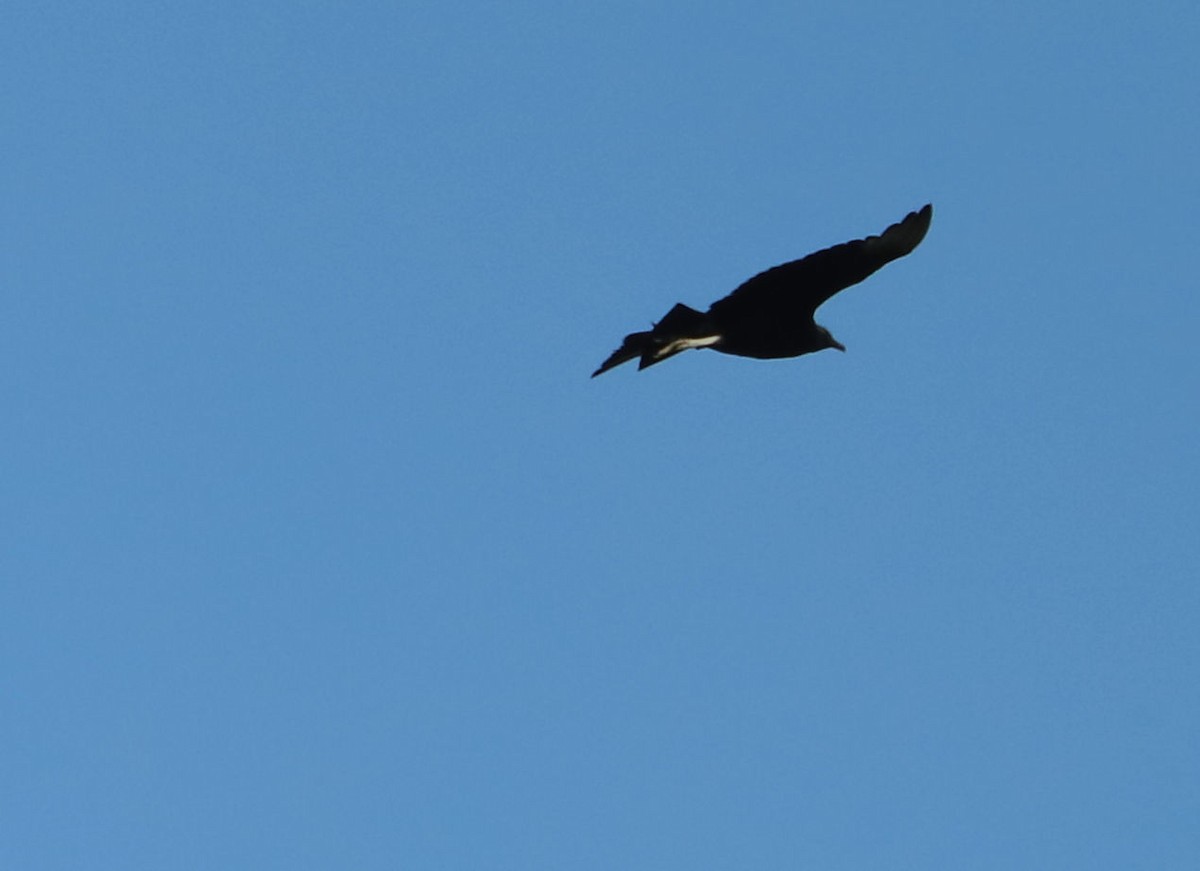 Black Vulture - ML619744581