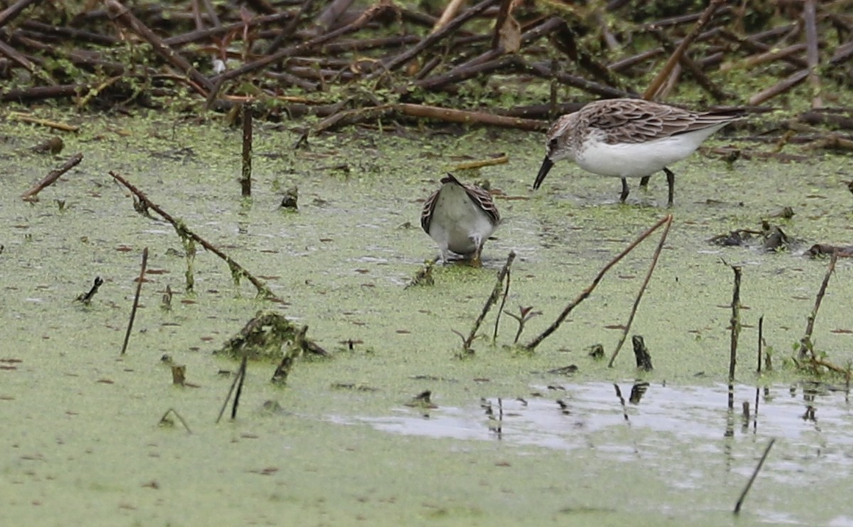 Semipalmated Sandpiper - ML619744583