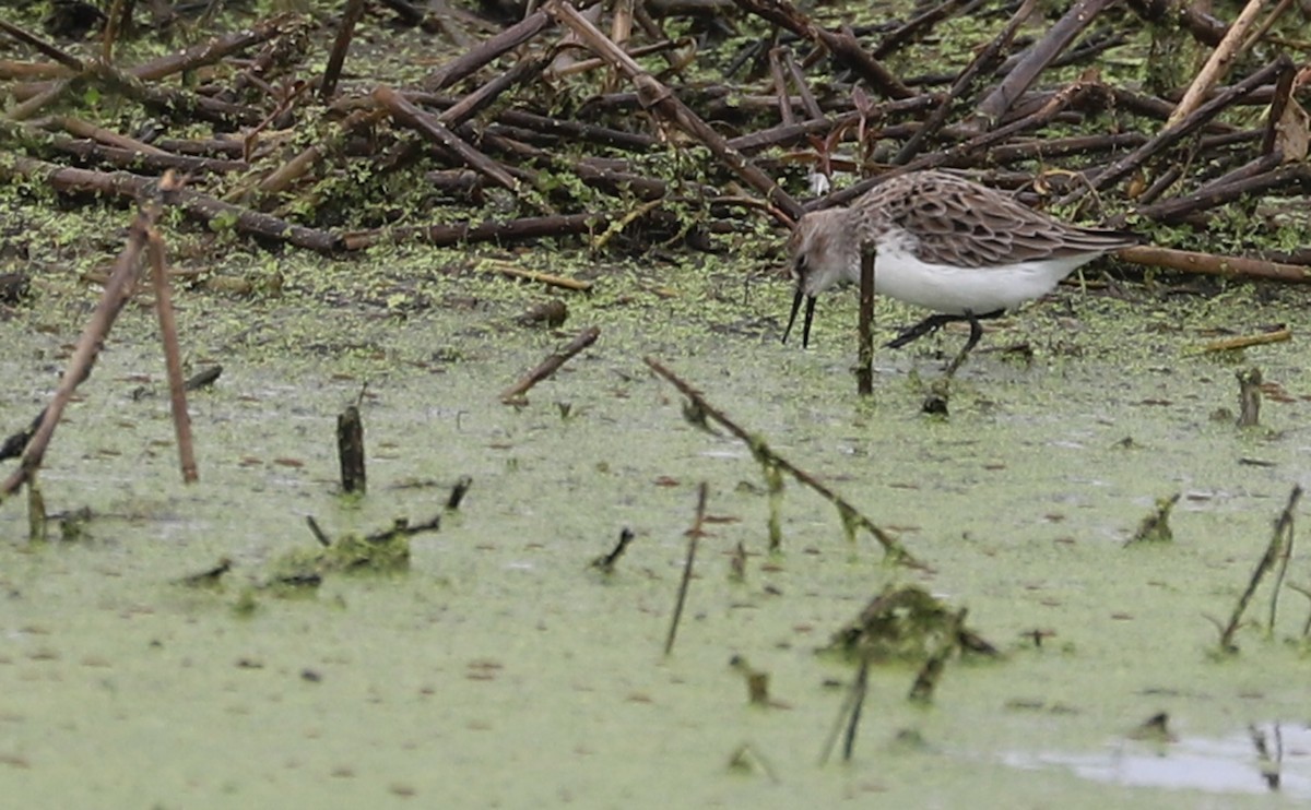 Semipalmated Sandpiper - ML619744585