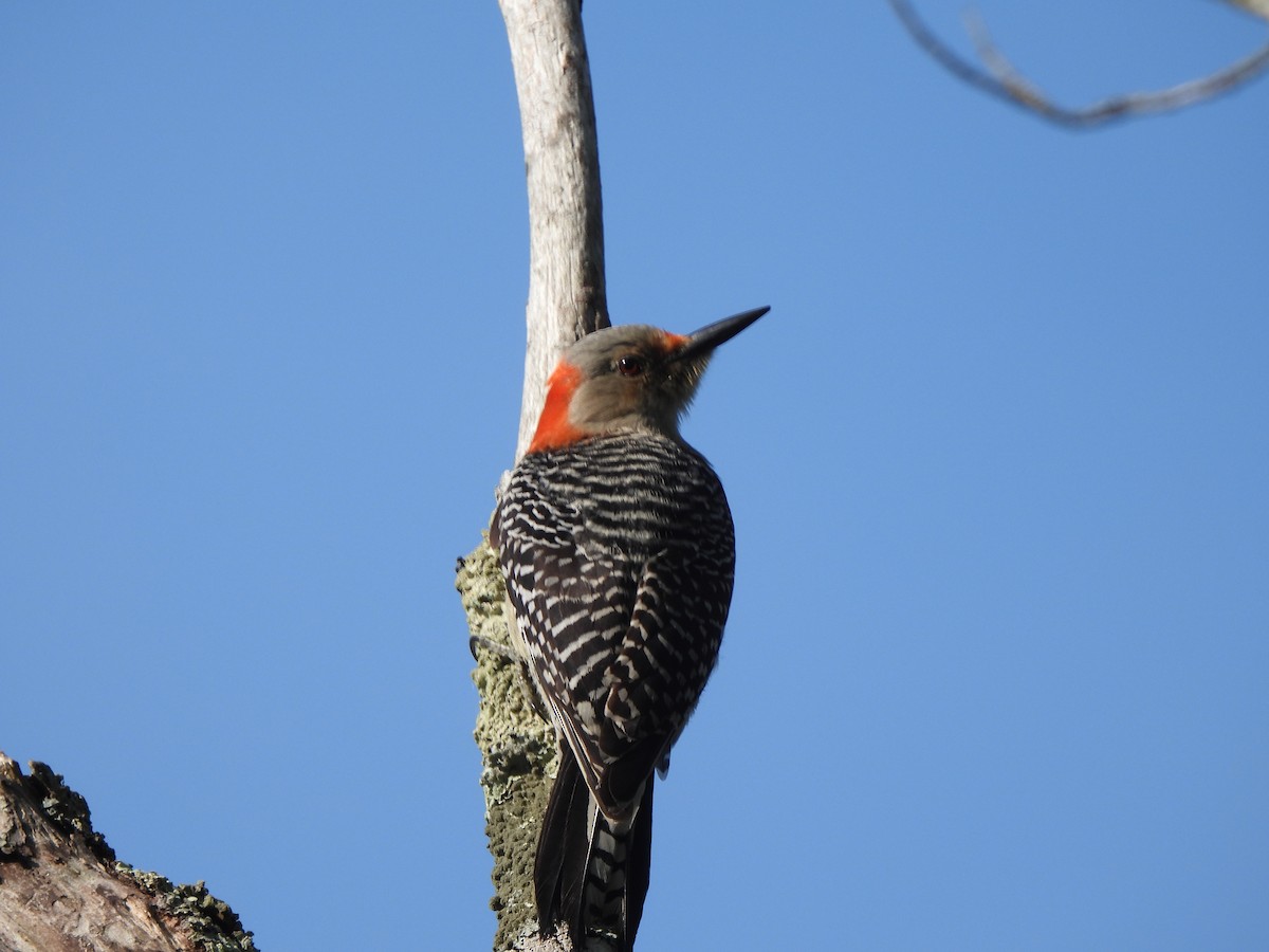 Red-bellied Woodpecker - ML619744593