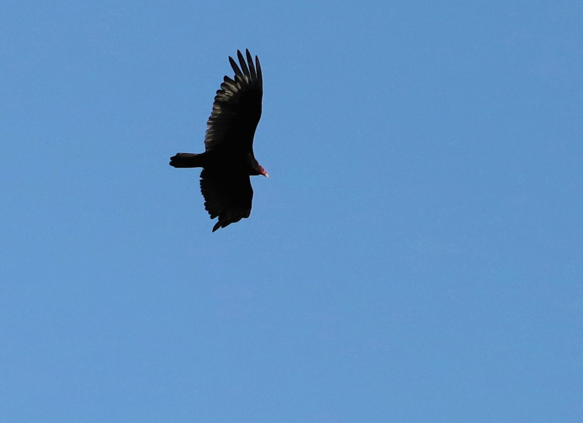 Turkey Vulture - ML619744594