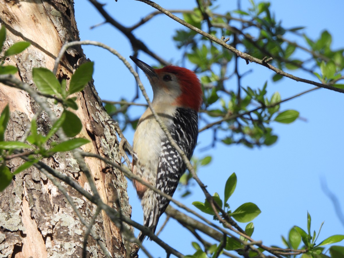 Red-bellied Woodpecker - ML619744611