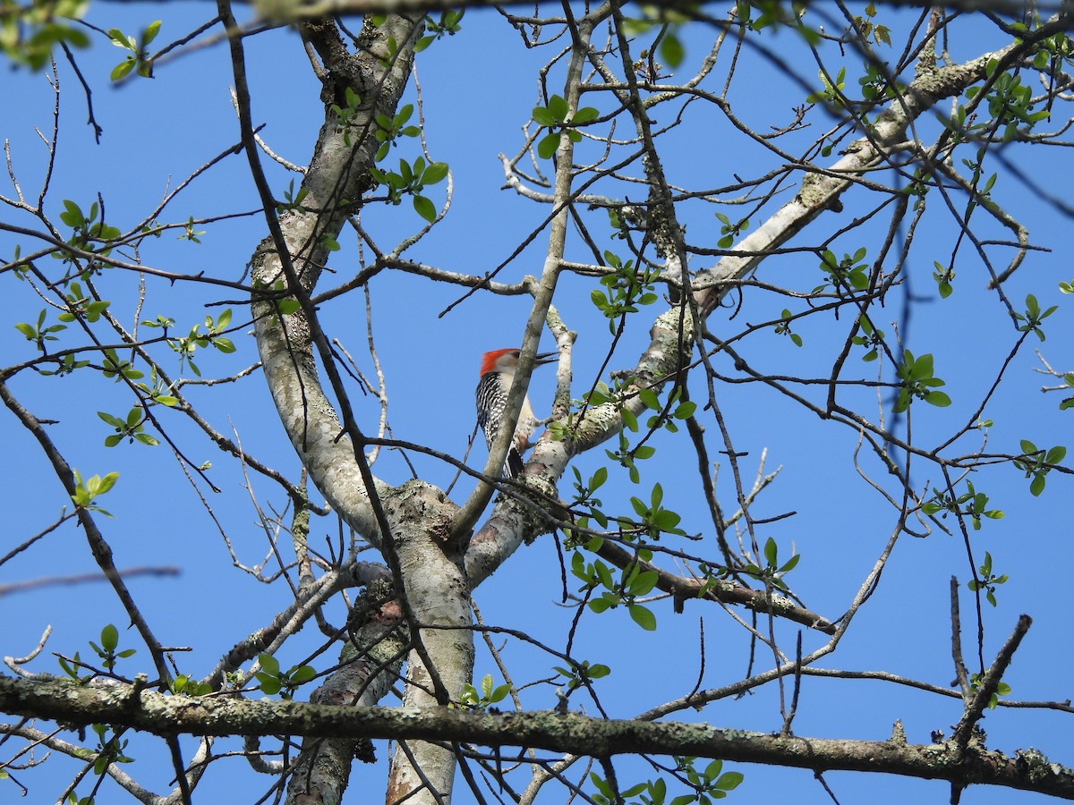 Red-bellied Woodpecker - ML619744612