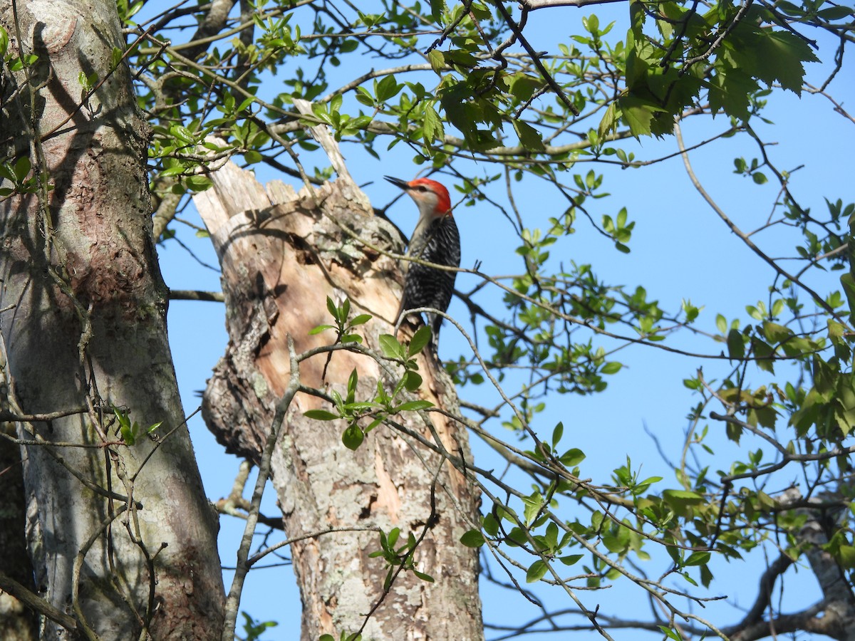 Red-bellied Woodpecker - ML619744613