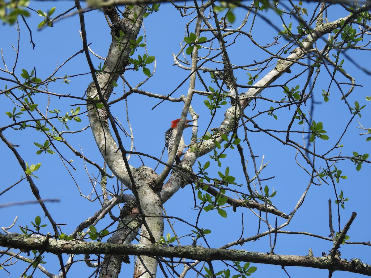 Red-bellied Woodpecker - ML619744614