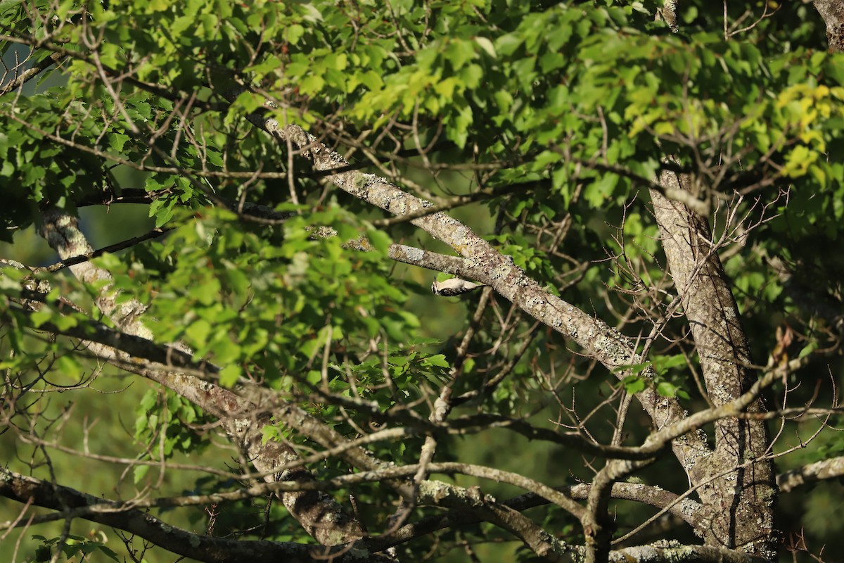 Downy Woodpecker - ML619744616