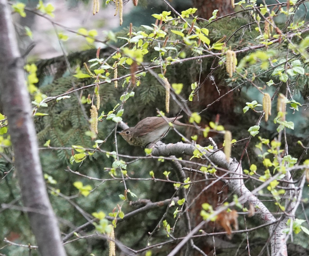 Swainson's Thrush - ML619744619