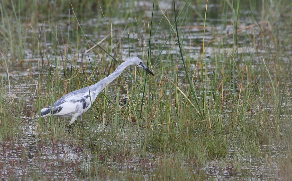 Little Blue Heron - ML619744622