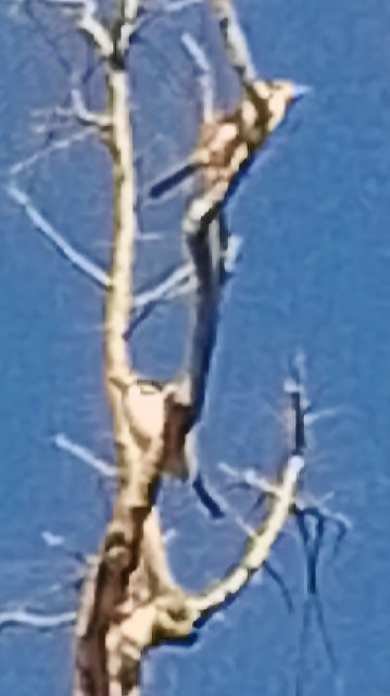 Лінивка-смугохвіст чорнощока - ML619744627