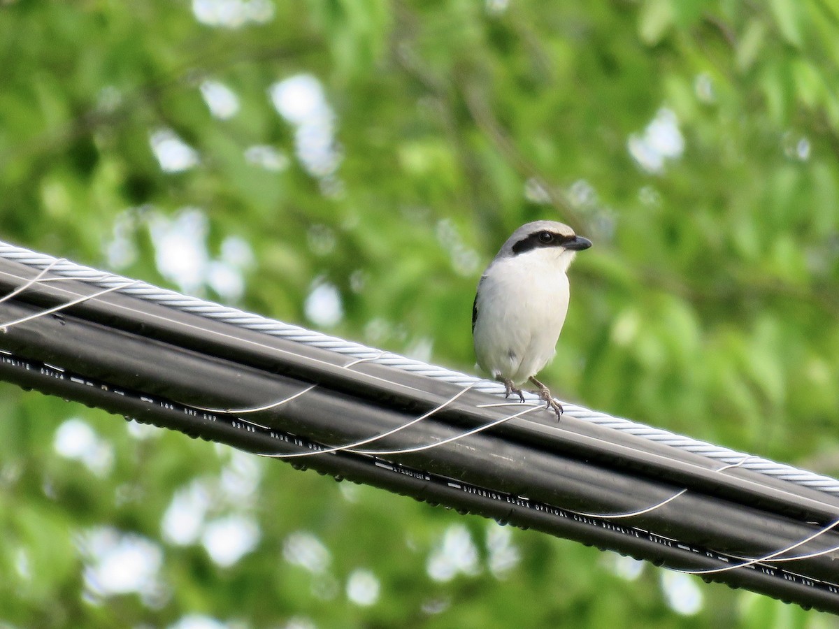 Loggerhead Shrike - ML619744628