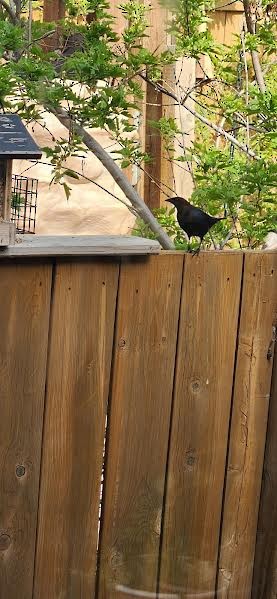 Brown-headed Cowbird - ML619744631