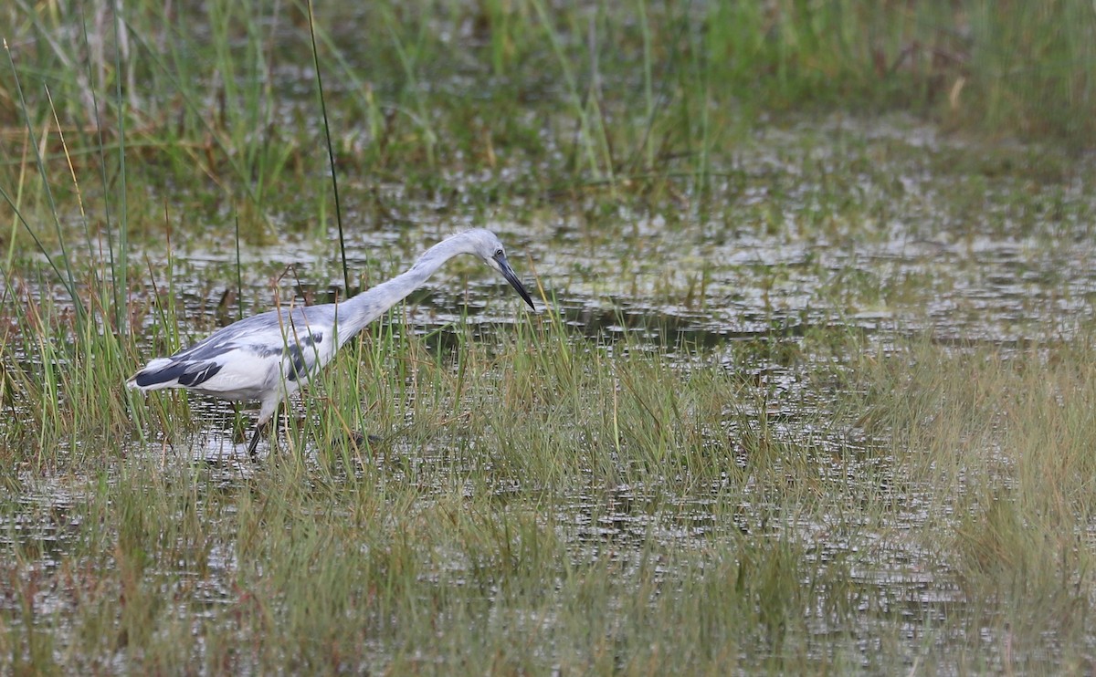 Little Blue Heron - ML619744635