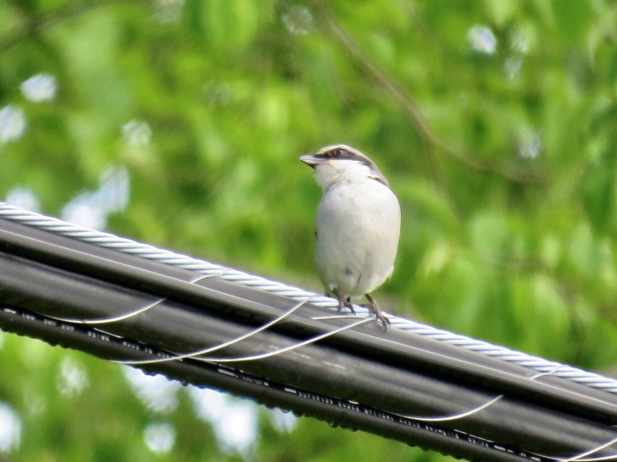 Loggerhead Shrike - ML619744638