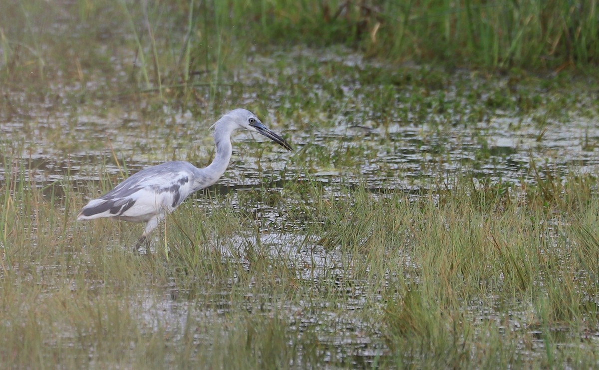 Little Blue Heron - ML619744647