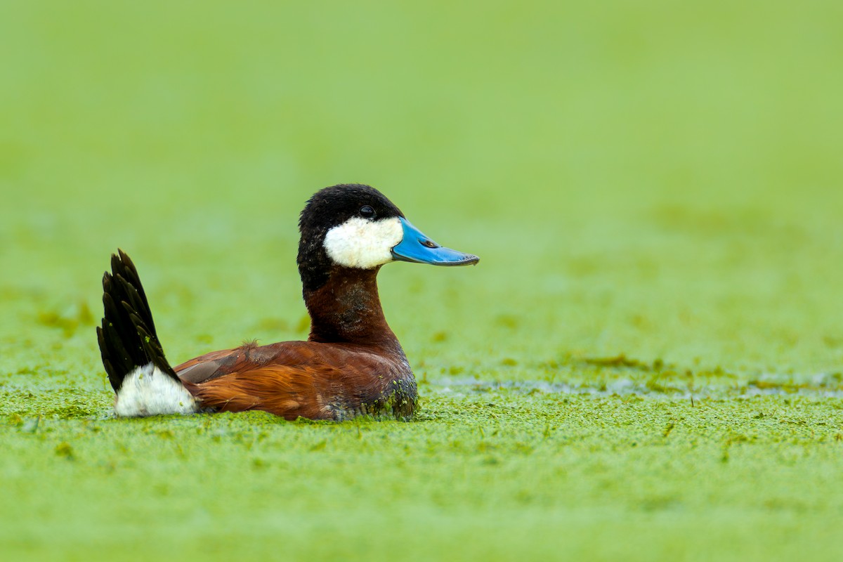 Ruddy Duck - ML619744662