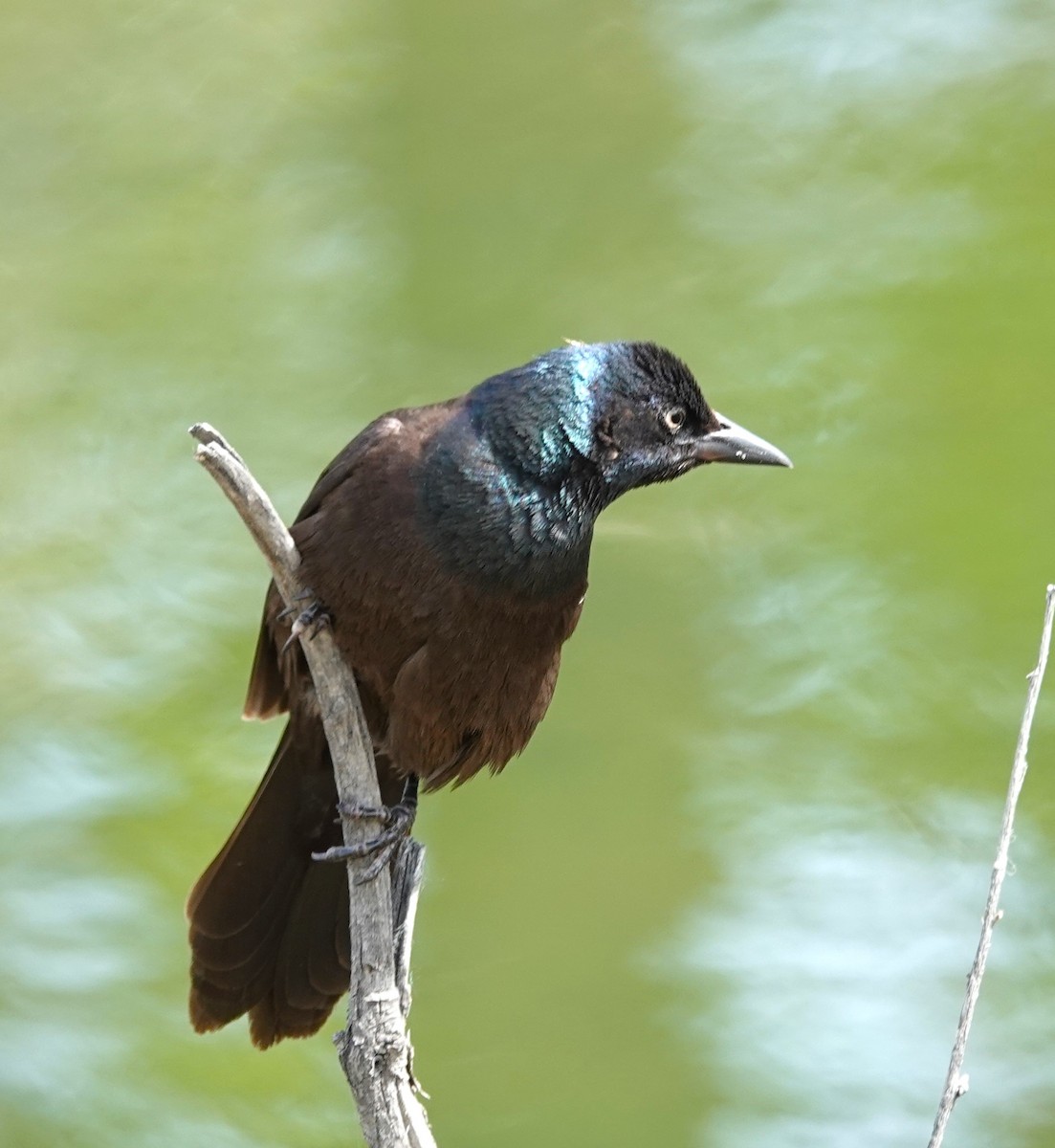 Common Grackle - ML619744664