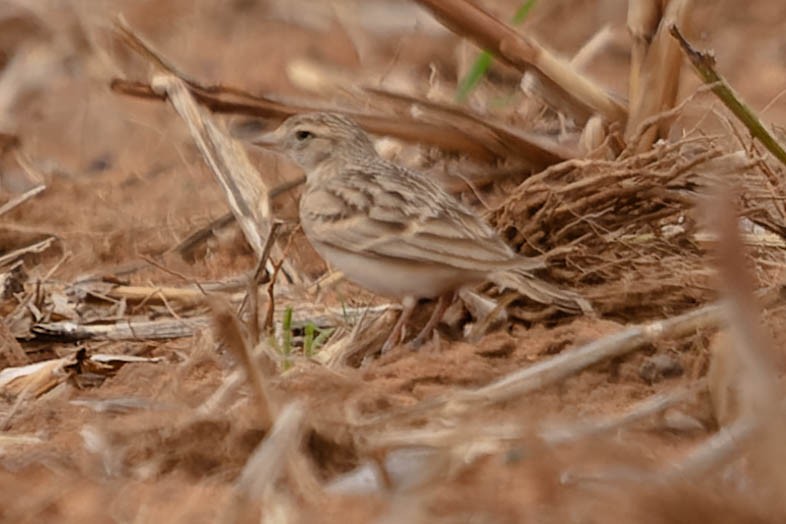 Mongolian Short-toed Lark - ML619744683