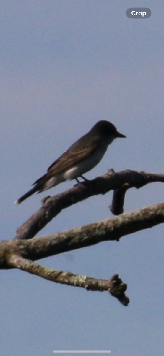 Eastern Kingbird - ML619744730