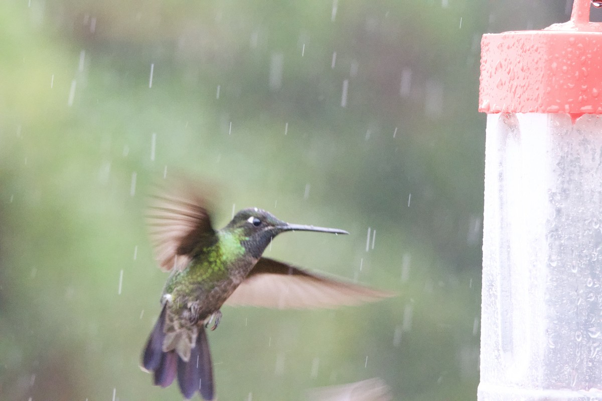 Colibrí de Talamanca - ML619744732