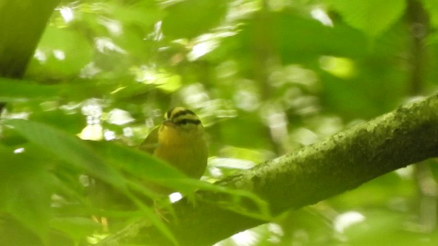 Worm-eating Warbler - ML619744753