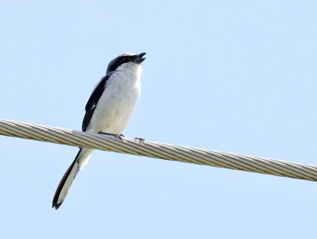 Loggerhead Shrike - ML619744766