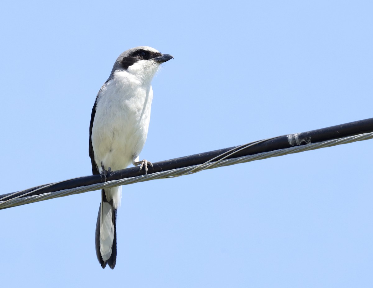 Loggerhead Shrike - ML619744770