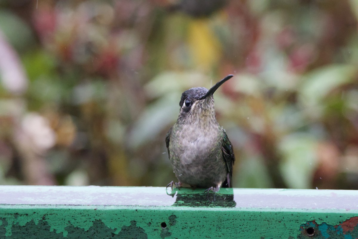 Talamanca Hummingbird - ML619744781
