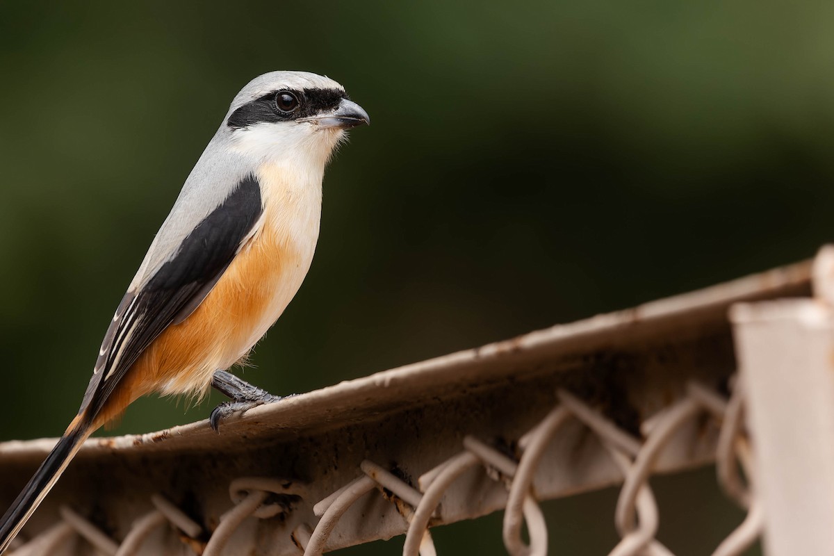 Long-tailed Shrike - ML619744804