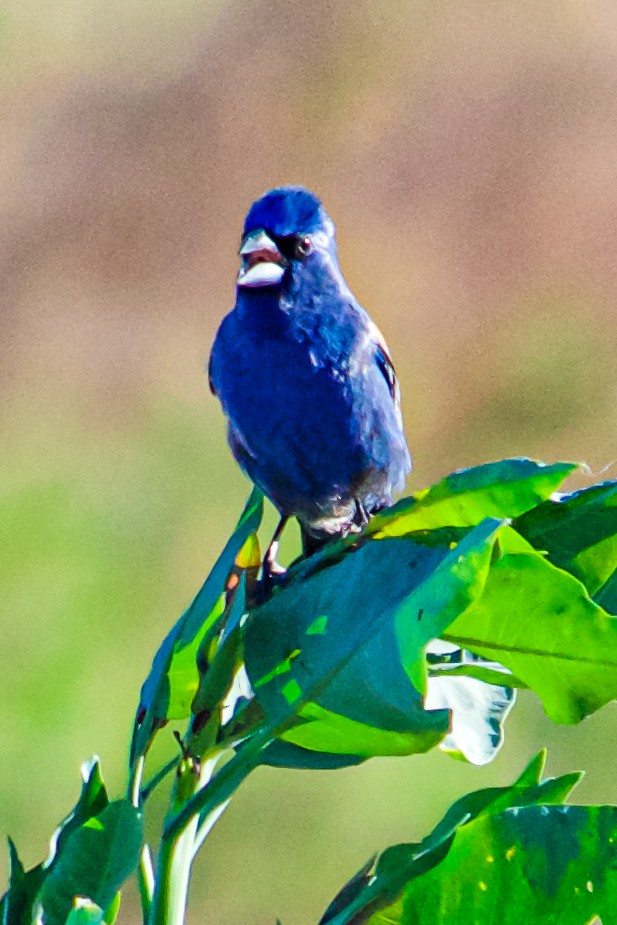 Blue Grosbeak - ML619744812