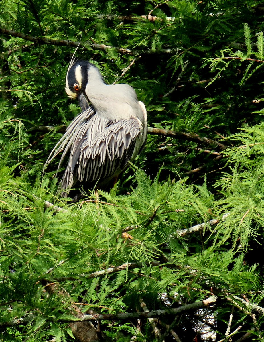 Yellow-crowned Night Heron - ML619744850