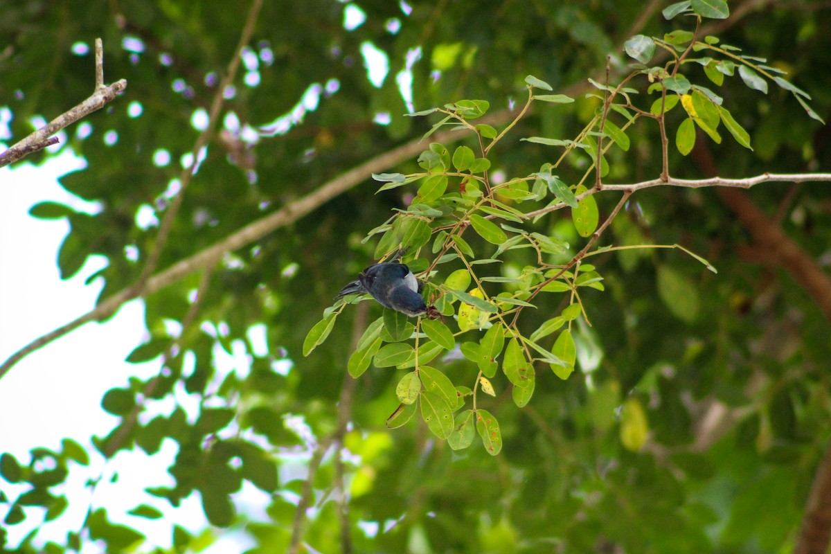 Chestnut-vented Conebill - ML619744853