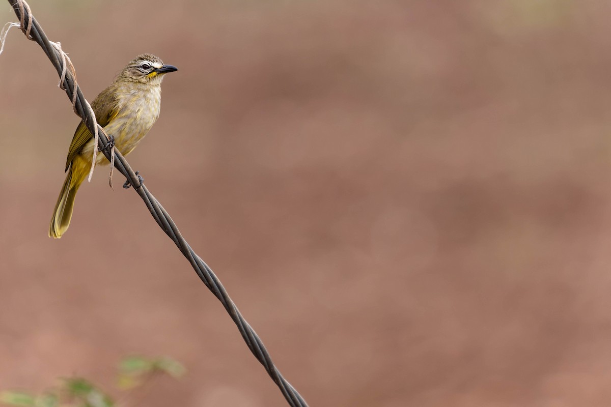 Bulbul Cejiblanco - ML619744861