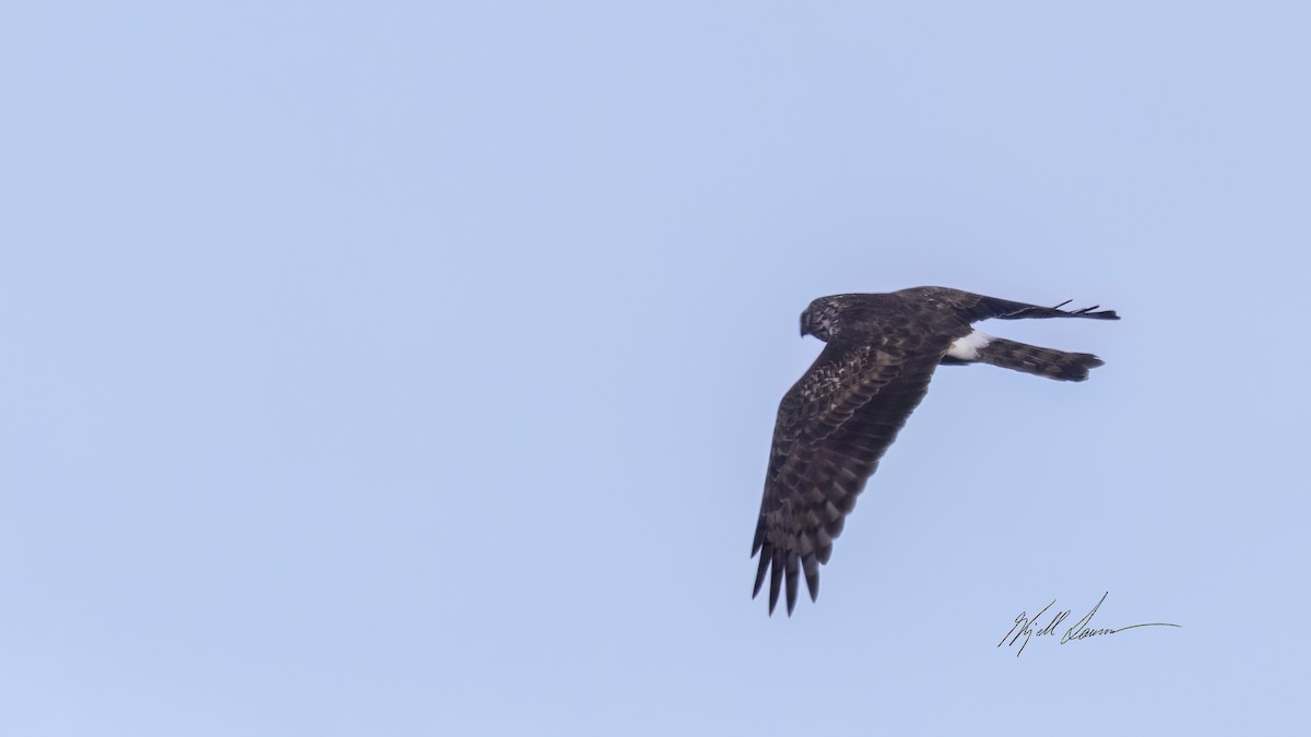 Hen Harrier - ML619744868