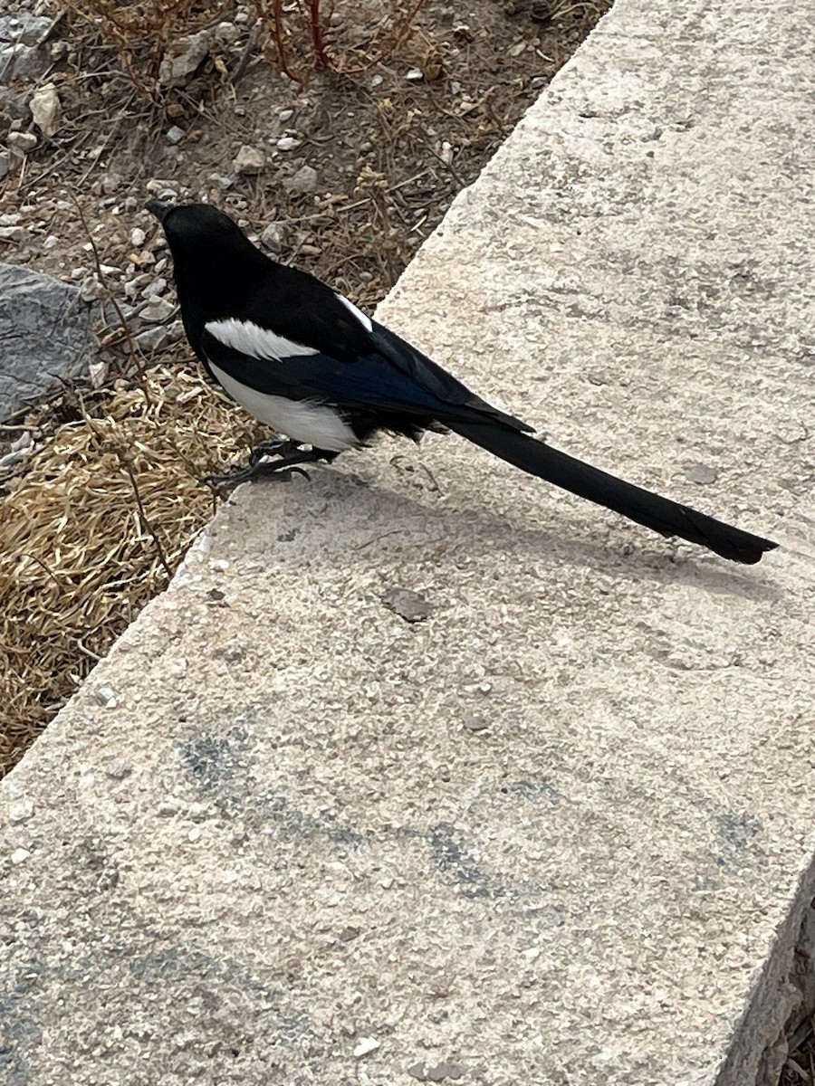 Eurasian Magpie - ML619744893